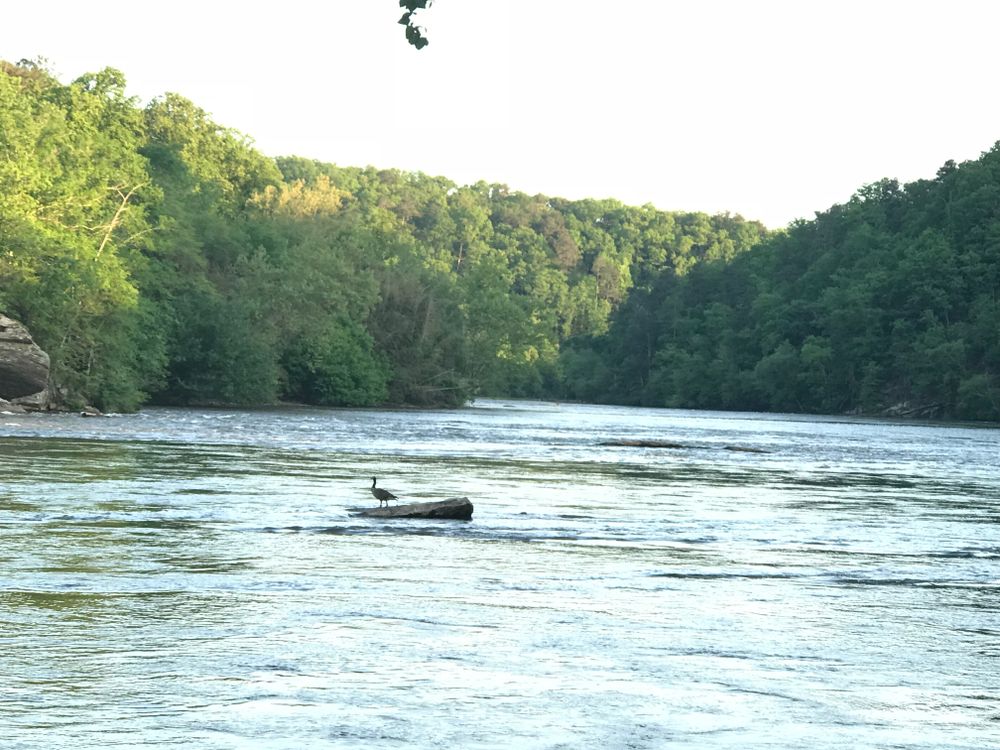 A bird on a log floating on Chattahoochee River