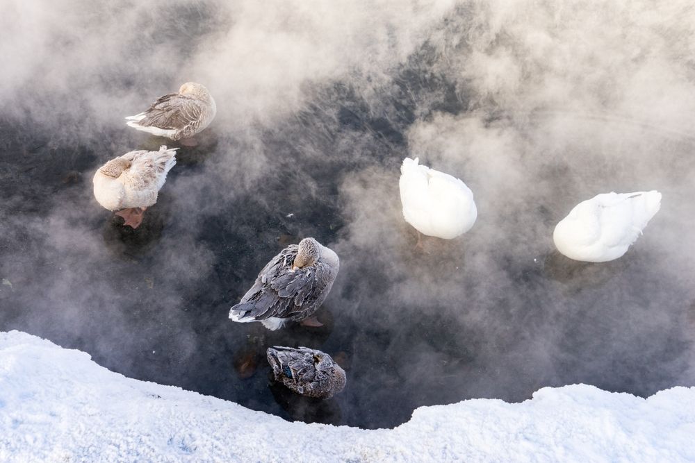 Ducks at Chena Hot Springs