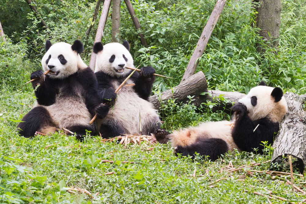Chengdu Research Base of Giant Pandas