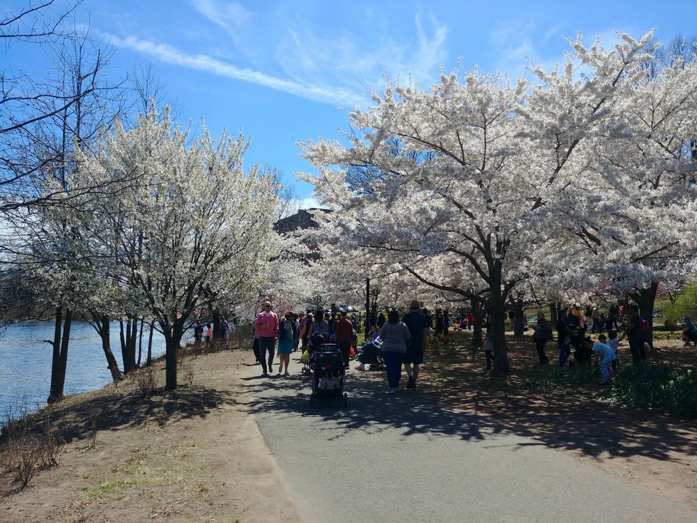 Visitors strolling around at the Cherry Blossom Festival