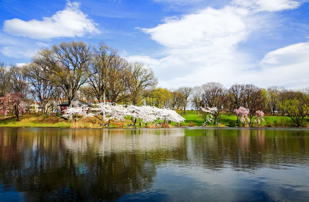 Scenic view of the Colrful Cherry Blossom Festival