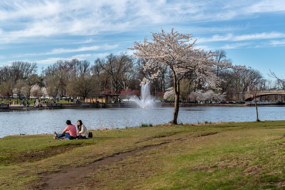 A couple enjoying their picnic at Cherry Blossom Festival
