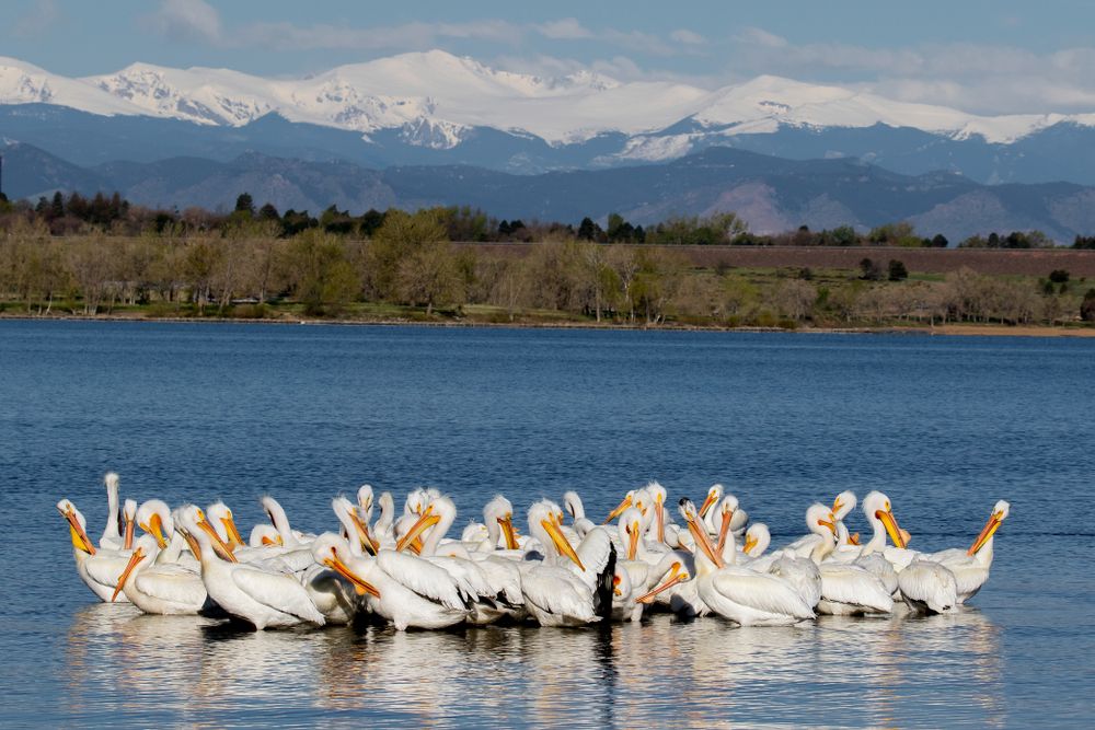 Pelicans at Cherry Creek State Park