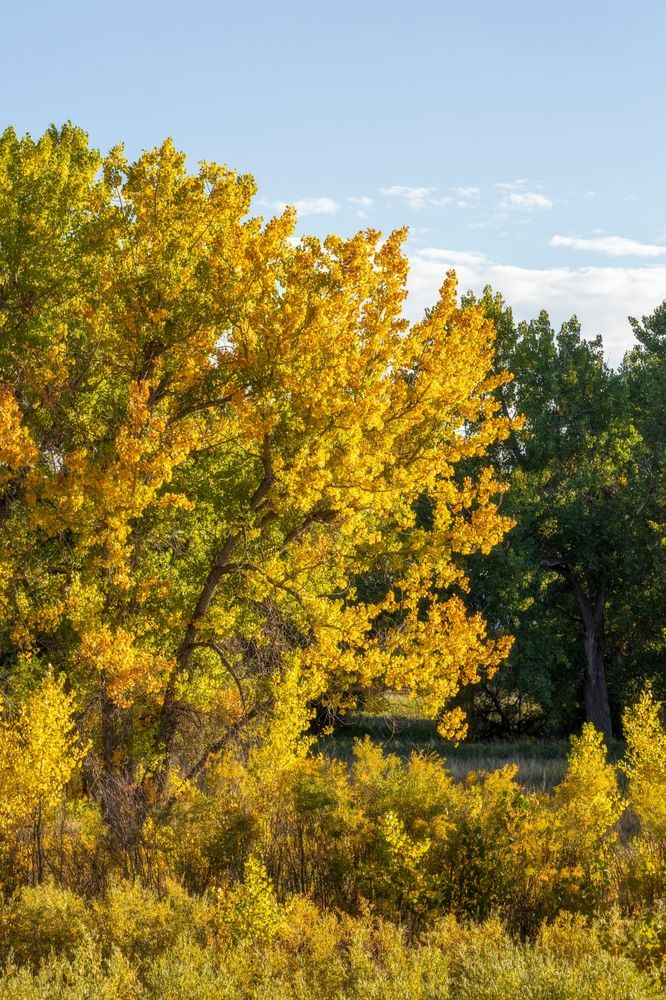 Autumn trees at Cherry Creek Valley Ecological Park