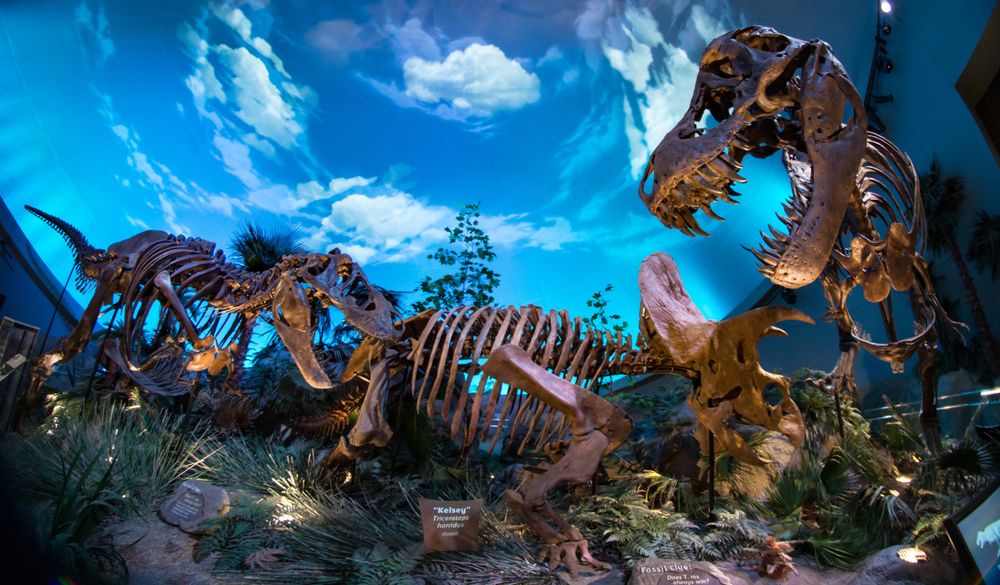 Dinosaur fossils at Children's Museum of Indianapolis