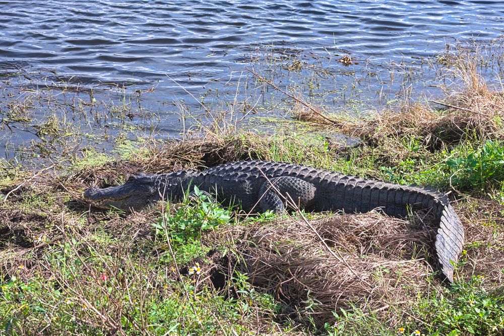 An alligator at Circle B Bar Reserve