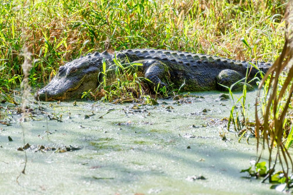 Alligator at Circle B Bar Reserve