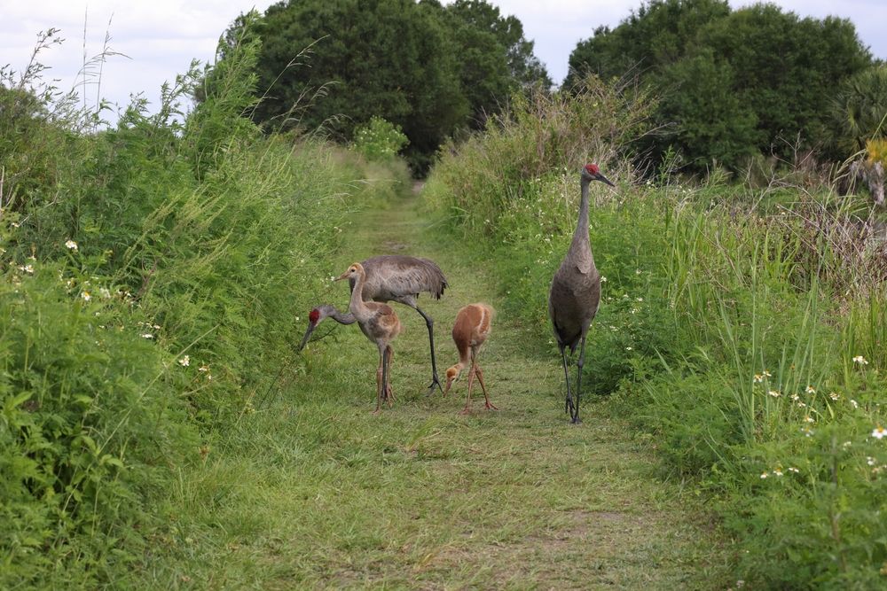 Cranes at Circle B Bar Reserve