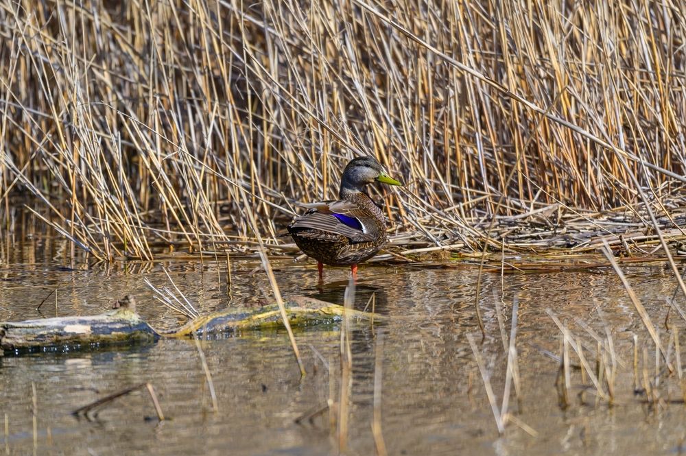 Duck walking on the march land at Clay Township Park