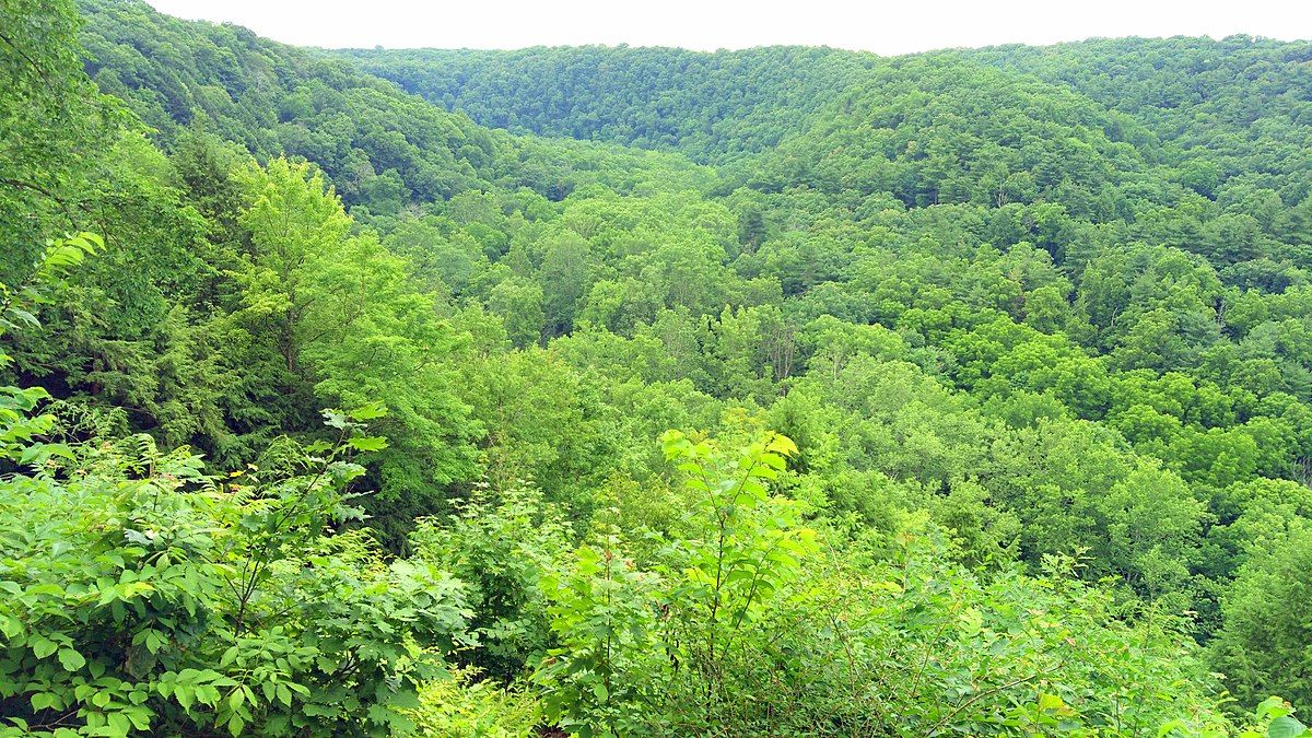 Dense vegetation at Clear Fork Gorge State Nature Preserve