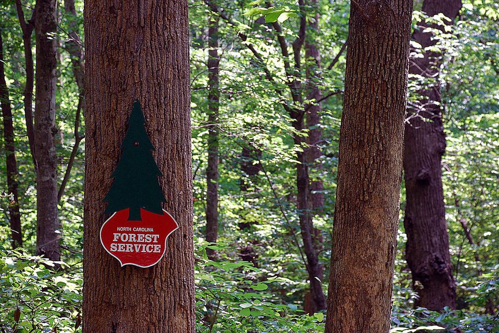 Trees at Clemmons Educational State Forest