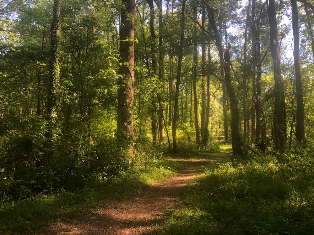 Hiking path at Clyde Shepherd Nature Preserve