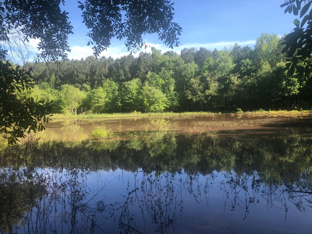 Serene pond at Clyde Shepherd Nature Preserve