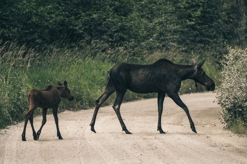 Mama moose and baby moose in Coeur d'Alene National Forest