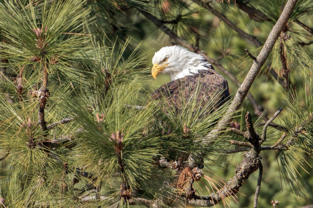 A bald eagle seen in its natural habitat at Coeur d'Alene National Forest