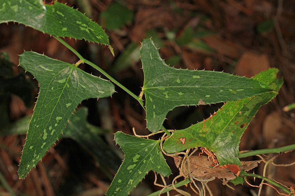 Exotic plants at Colt Creek State Park