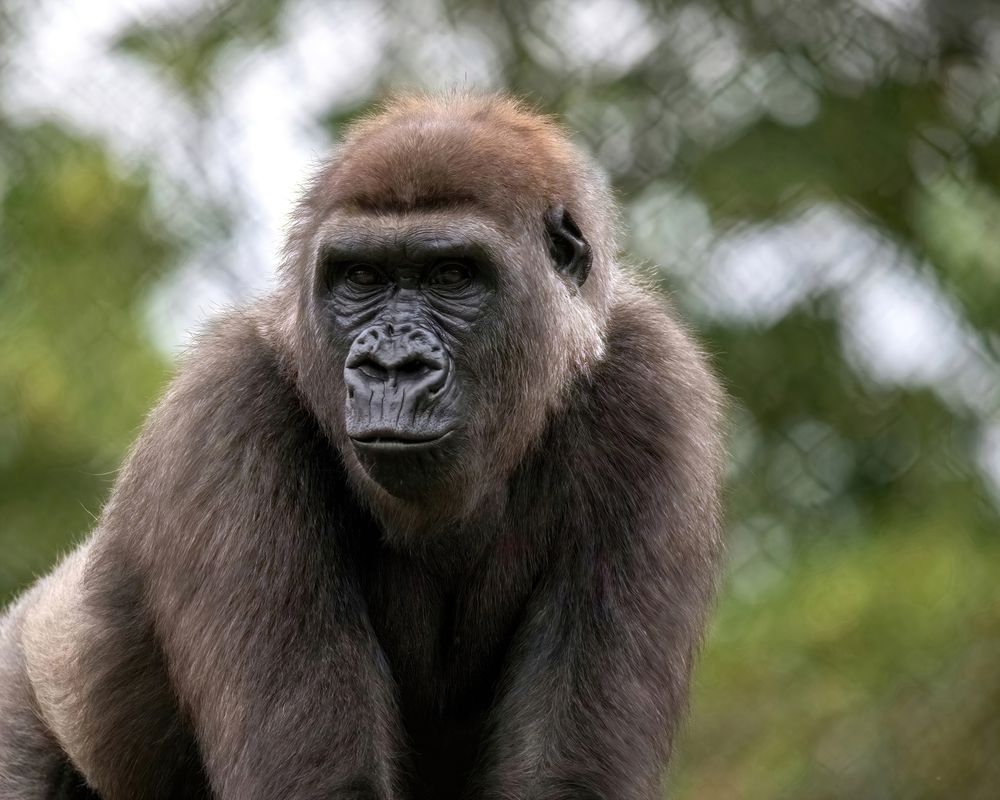 Gorilla at the Como Park Zoo & Conservatory