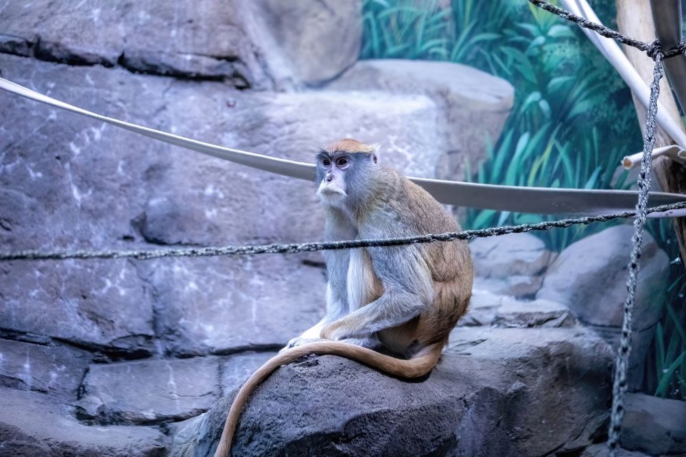 Monkey at the Como Park Zoo & Conservatory