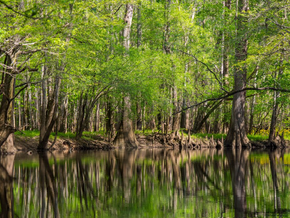 Scenic view of Congaree National Park