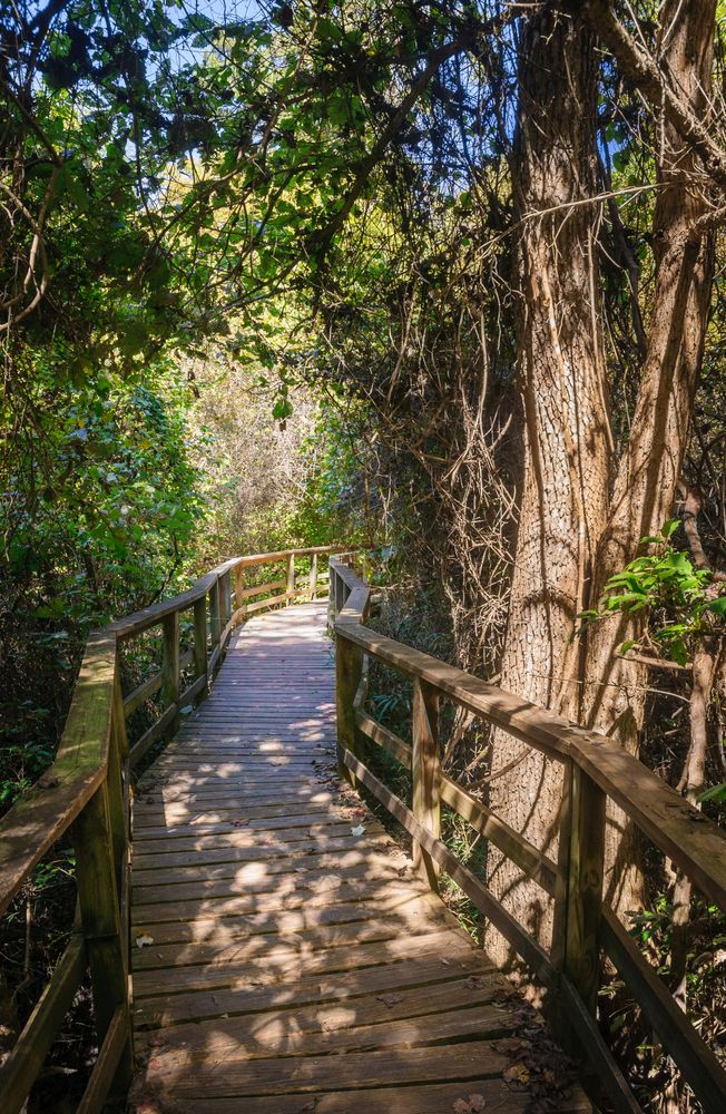 Boardwalk at Congaree National Park