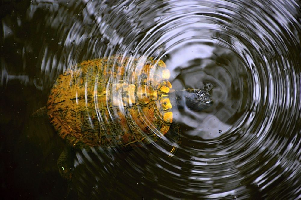 Turtle swimming in a pond at Congaree National Park