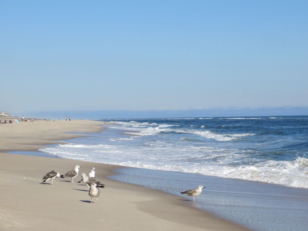 Cooper's Beach