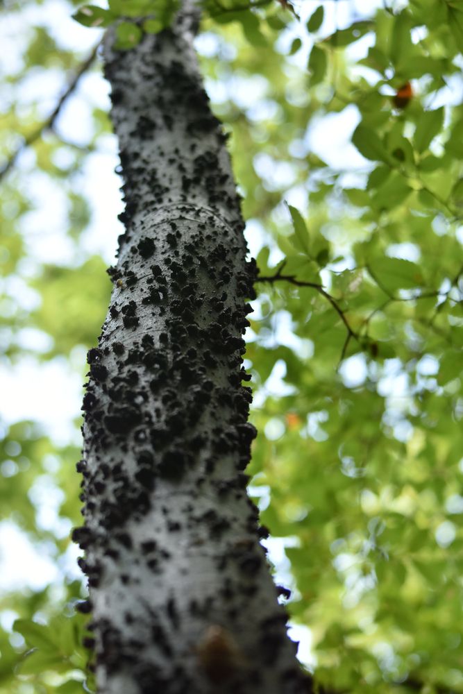 Closeup of a tree at Coppell Nature Park