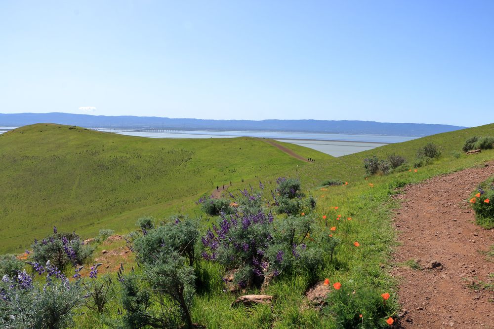 A narrow dusty trail at Coyote Hills Regional Park