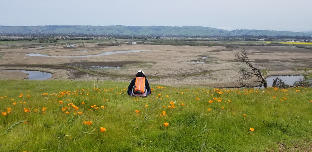 A hiker walking through the grasses and flowers at Coyote Hills Regional Park