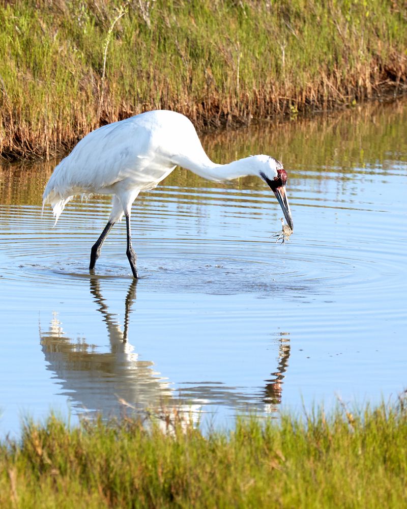 Crane in Aransas Wildlife Refuge