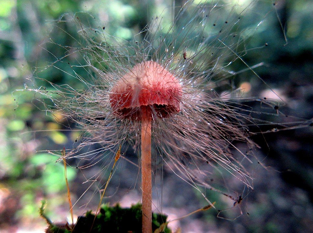 Rare seed at Creve Coeur Lake Memorial Park