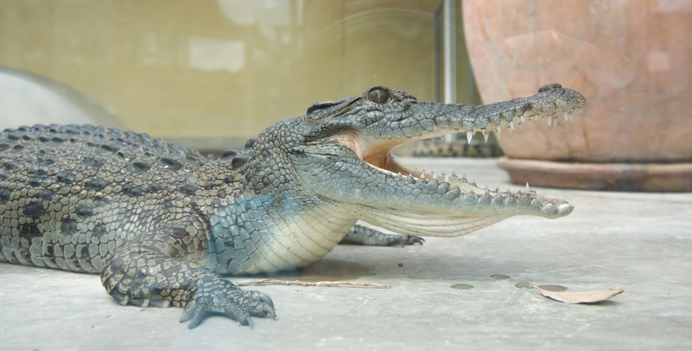 A crocodile with a wide opened mouth at Crocosaurus Cove