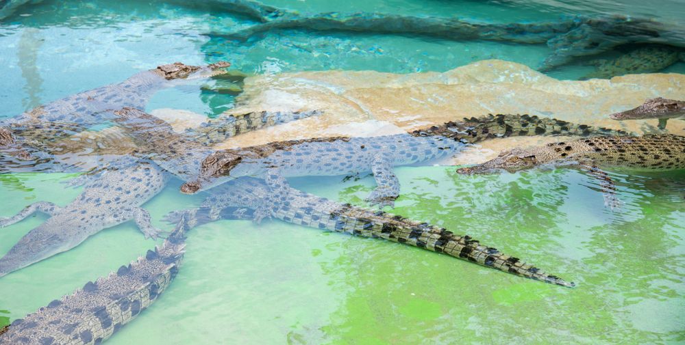 Crocodiles chilling under the water at Crocosaurus Cove