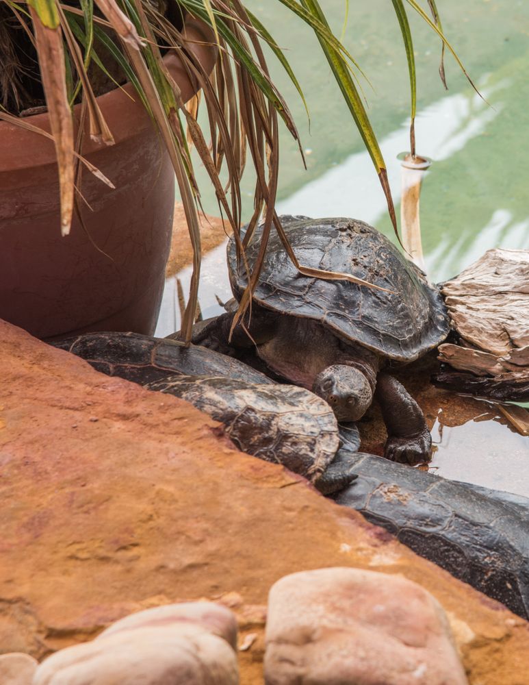 Turtles in a pond at Crocosaurus Cove