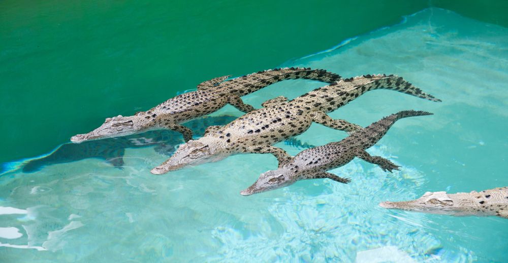 Crocodiles swimming at Crocosaurus Cove