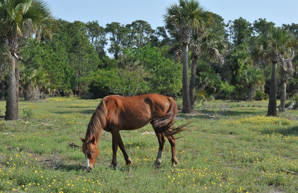 Wild horse grazing in Cumberland Island