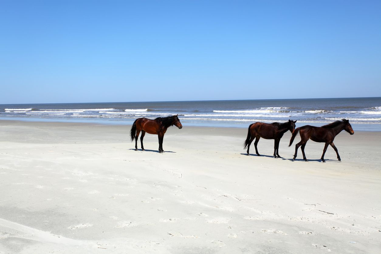 Wild horses at Cumberland Island, Georgia