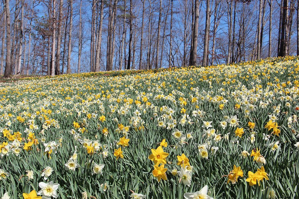 Daffodil field in Gibbs Garden