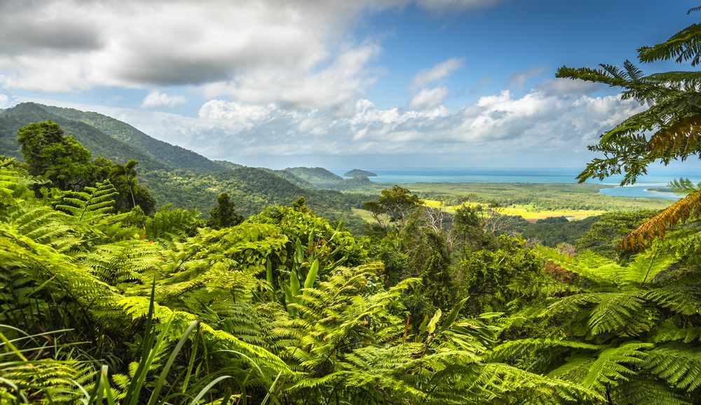 Aerial view of Daintree Rainforest, Australia
