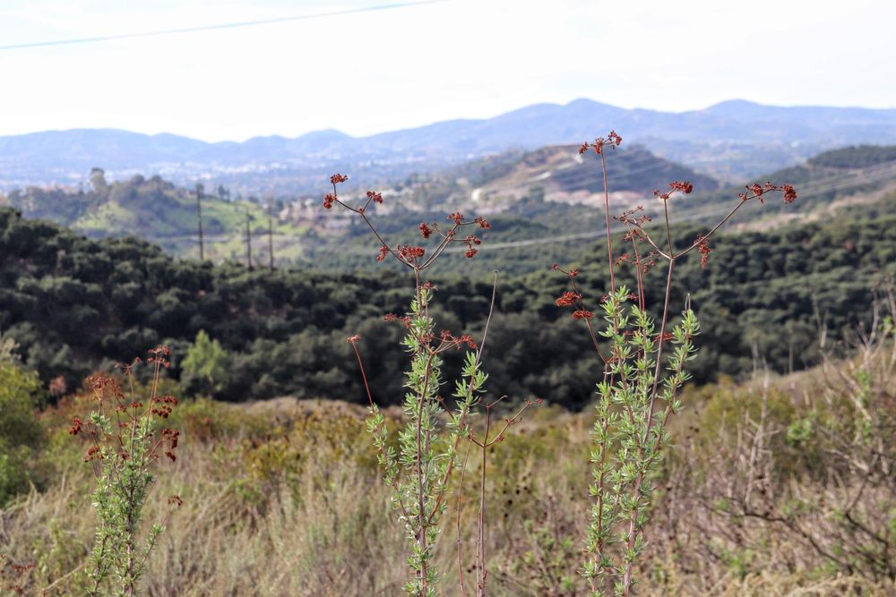 Landscape of Daley Ranch