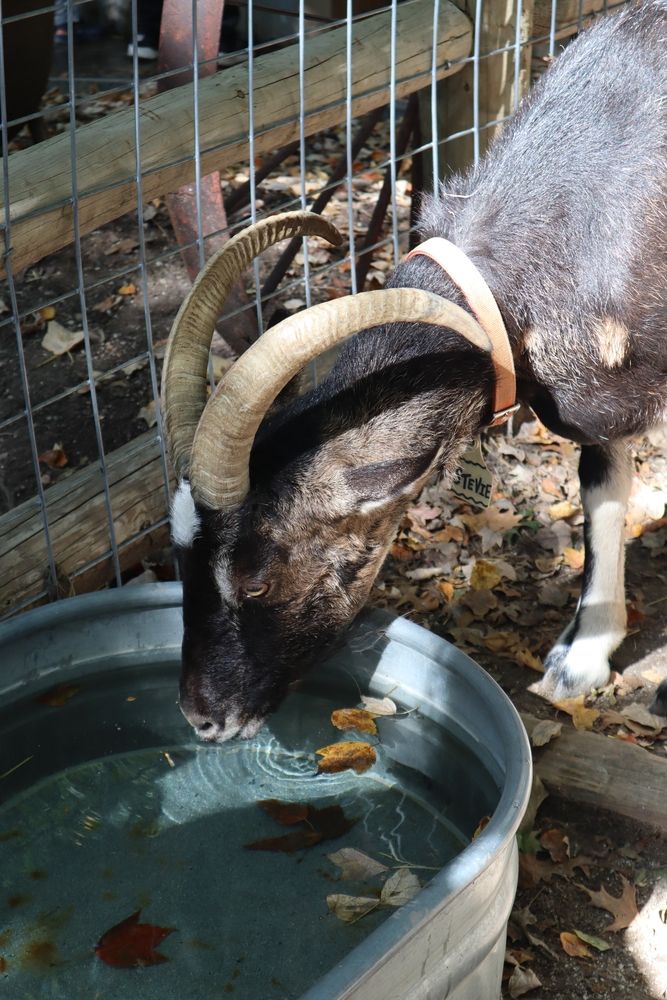 Goat drinking water at Deanna Rose Children's Farmstead