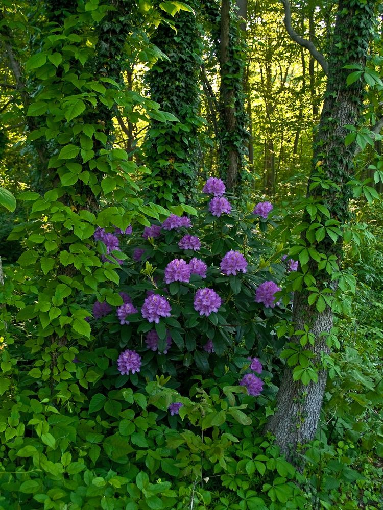 Pretty flowers at the Deep Cut Gardens