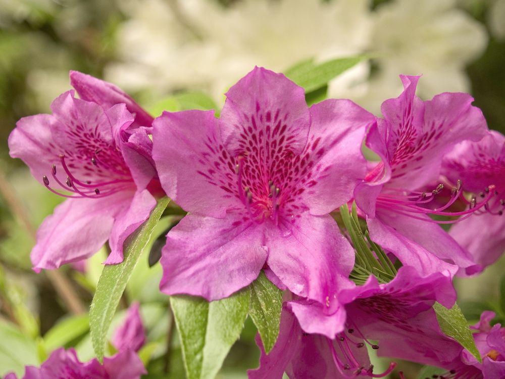 Beautiful pink flowers at Deep Cut Gardens in Middletown