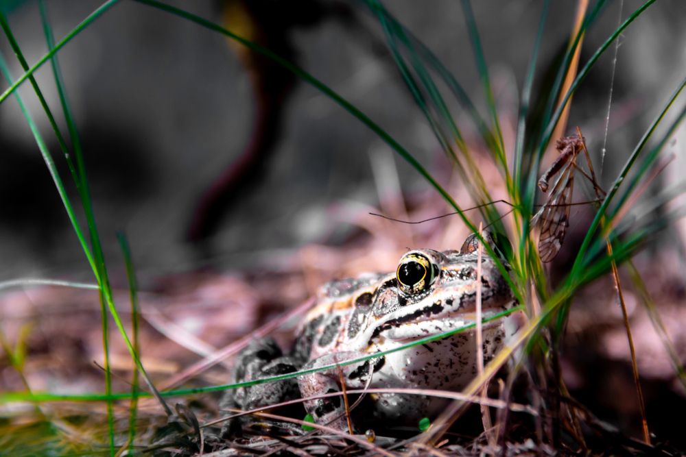 Frog at Deering Oaks