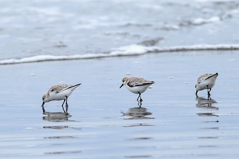 Birds in Del-ray beach