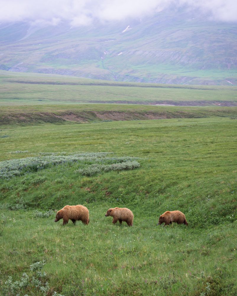Bears at Denali National Park