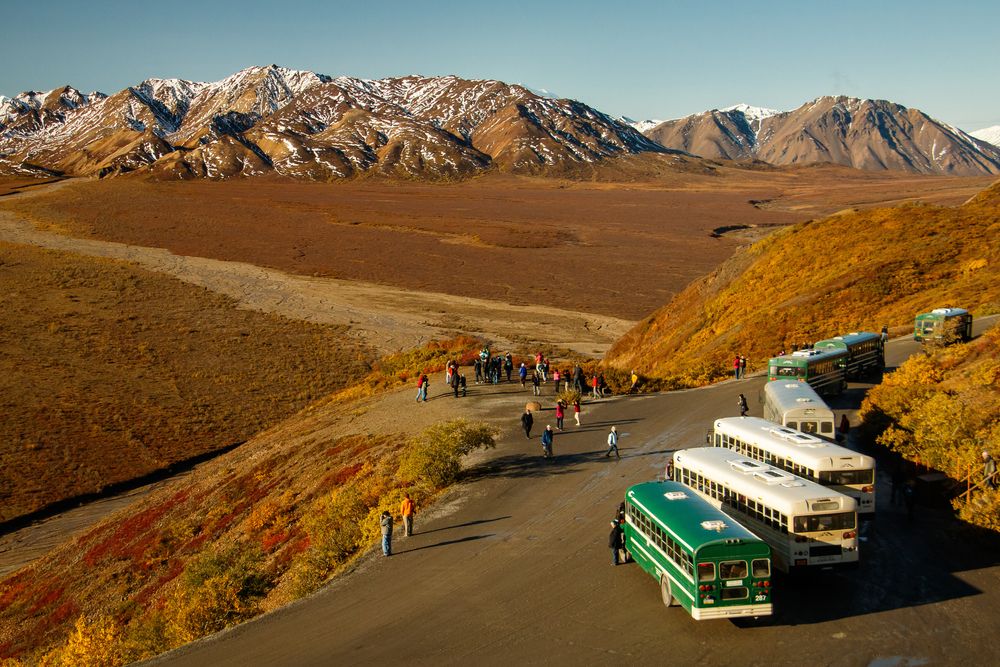 Tour buses lines up at Denali