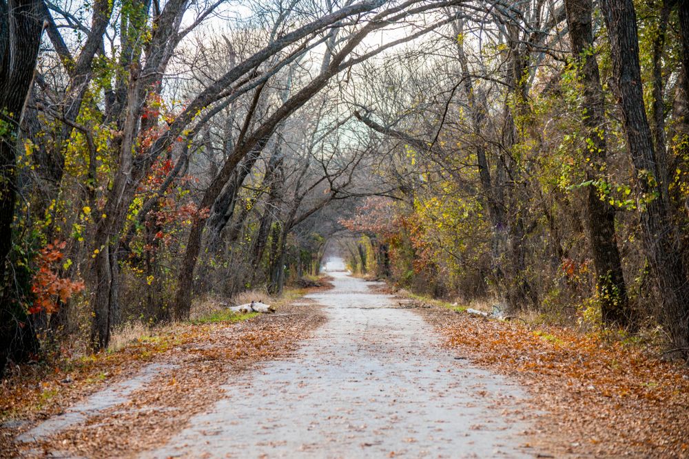 Scenic view of a road covered with trees in Denton
