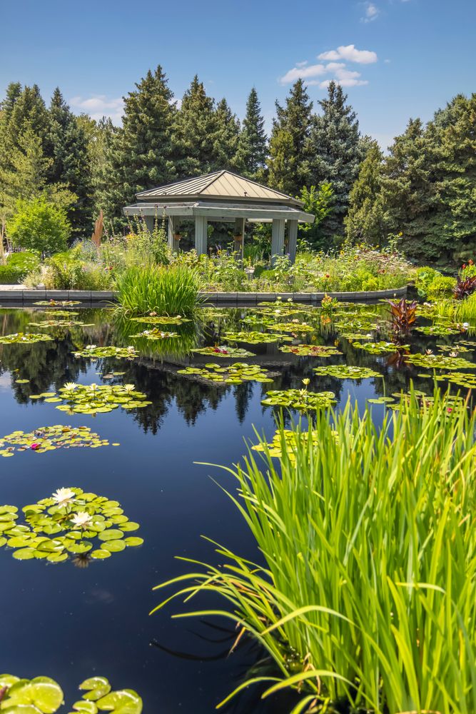 Lily pond at Denver Botanic Gardens