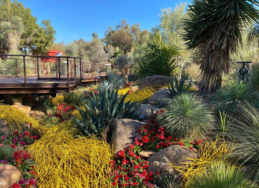 Plants at Desert Botanical Garden